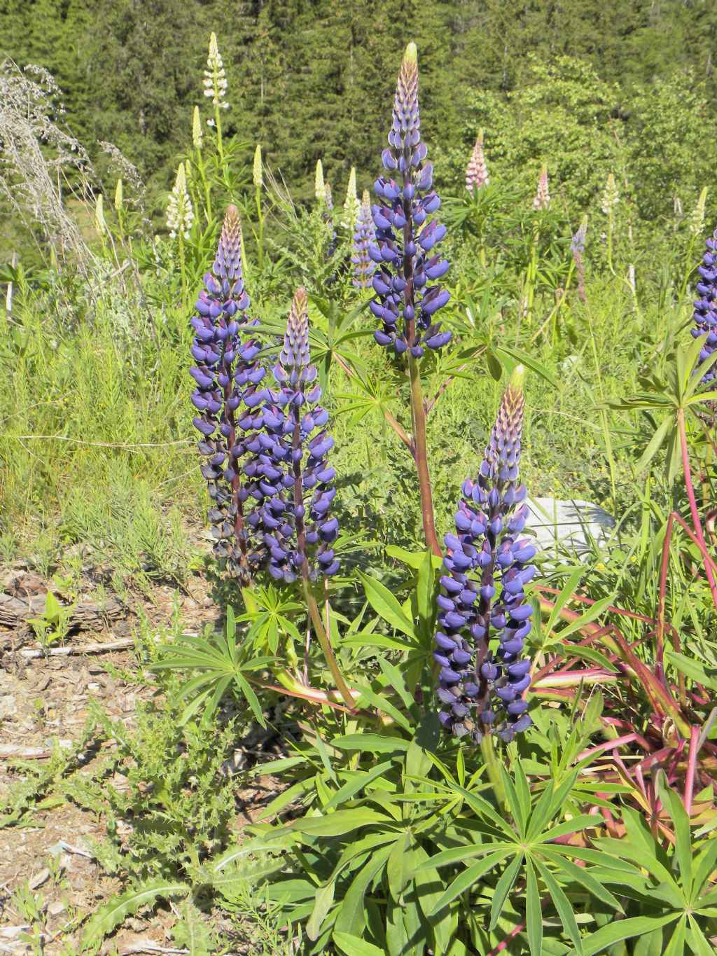 Lupinus polyphyllus